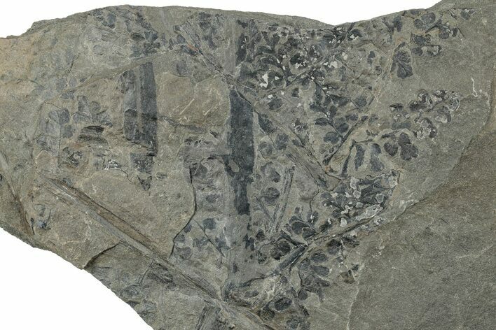 Pennsylvanian Fern (Sphenopteris) Plate - Kentucky #258811